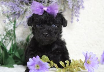 CKC Schnoodle Tabasco