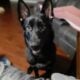 Beautiful All Black Belgian Shepherd