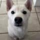 Female Shiba