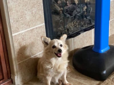 MISSING DOG – Someone has our dog