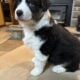 Australian Shepherd Puppies