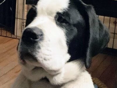 Saint Bernard mix puppy