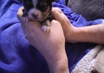 Malchi puppies