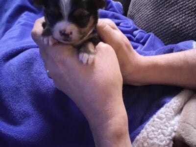 Malchi puppies