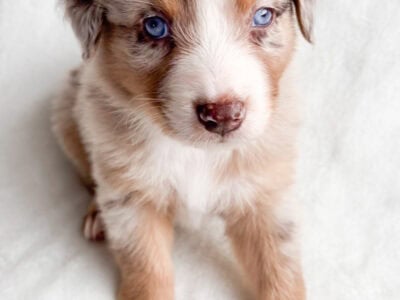 AKC Australian Shepherd Puppies