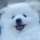 Pomeranian Puppy
