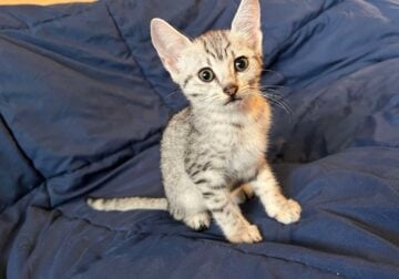 Egyptian Mau Kitten