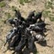 Great Dane puppies