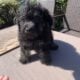 Toy poodle