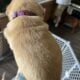 Adorable yellow labs for sale