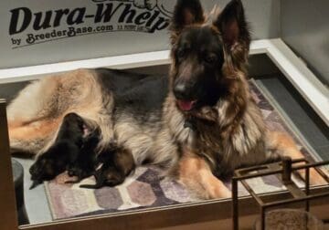 German Shepherd Puppies