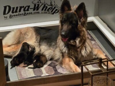 German Shepherd Puppies