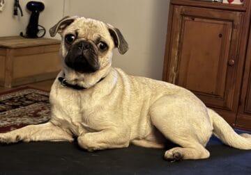 RUBY For sale