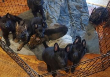 German shepherd puppies