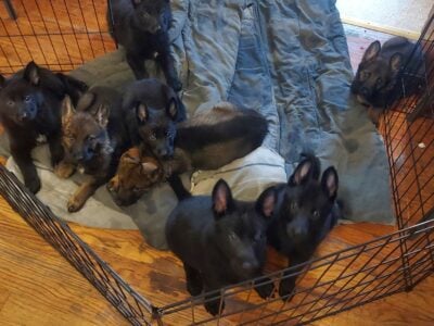 German shepherd puppies