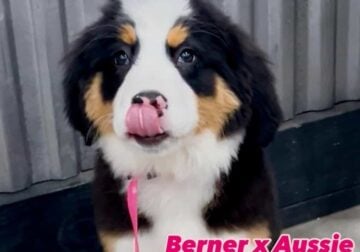 Bernese Mountain X Aussie dog Puppies