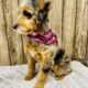 Mini Aussiedoodle/Aussiepoo