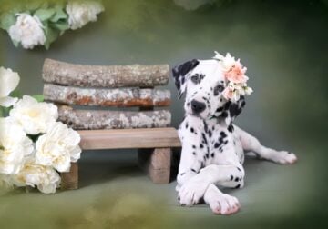 CKC Dalmation puppies