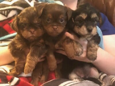 3 Female Shorkie Puppies (Shih Tzu/Yorkie Mix)