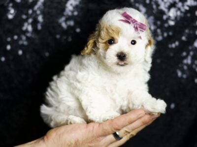 Rosa F1B Maltipoo Female