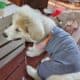 Pomeranian and other puppies. Healthy socialized