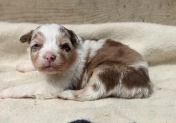 Standard Australian Shepherd