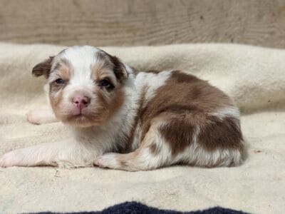 Standard Australian Shepherd