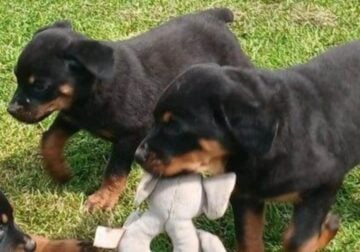 Rott pups