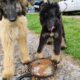 Afghan hound