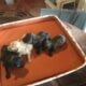 hard to find teacup poodle puppies
