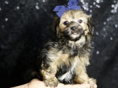 Wolfie F1 Yorkiepoo Male