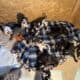 Great Dane puppies