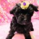 Midnight, Morkie female
