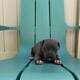 Healthy & Loving Pitbull Puppies!