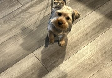 7 months male, yorkie
