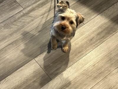 7 months male, yorkie