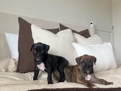 AKC Boxer Puppies