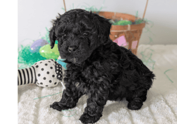 Tyson (AKC Mini Poodle)