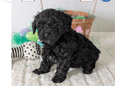 Tyson (AKC Mini Poodle)