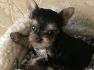 Yorkie Tiny Dolls Bay Area