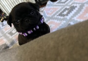Ginger the Pug