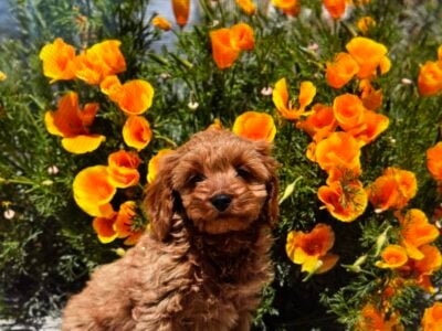 Cockapoo, males and females puppies.