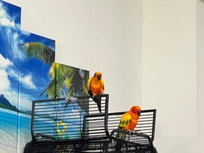 Elegant Sun Conures