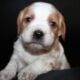 AKC French Brittanys
