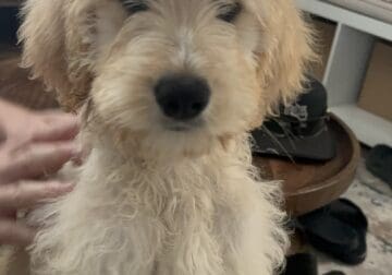 Adorable 12-Week-Old Goldendoodle Puppy – $1,400 (