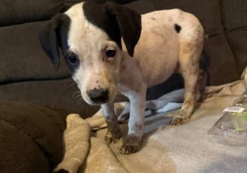 husky pit mix
