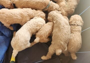 Standard poodles