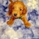 F1b Petite Goldendoodles