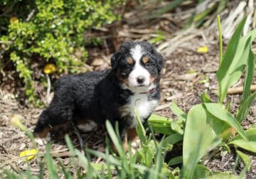 Malachai – AKC Bernese Mountain Dog Puppy