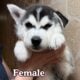 Husky puppies